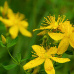 Johanniskraut mit seinen gelben Blüten hilft bei depressiven Verstimmungen